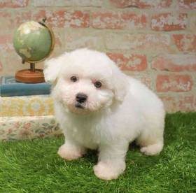 Bichon Frise