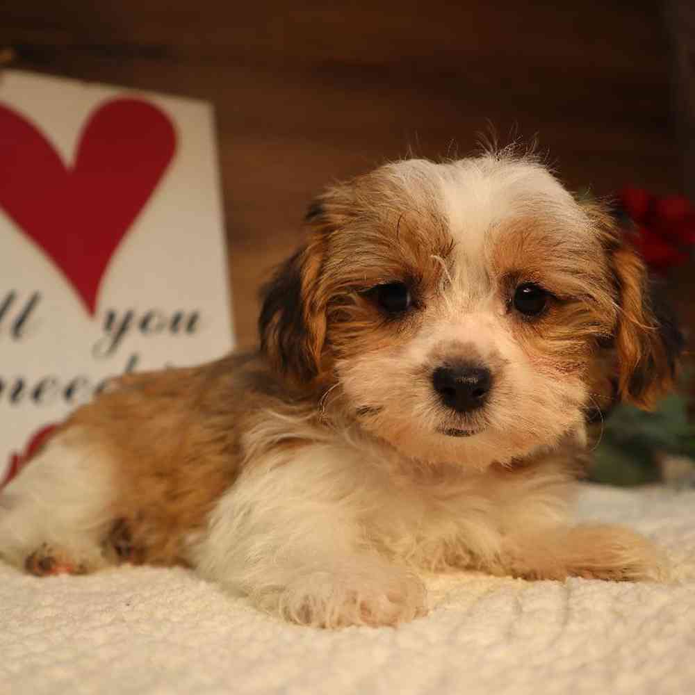 carousel pet images