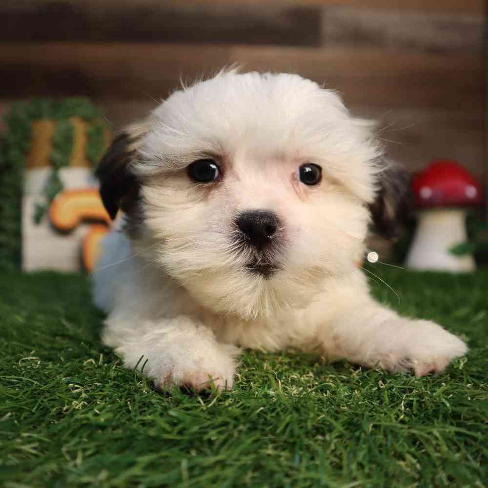 Female Malshi Puppy for Sale in Blaine, MN