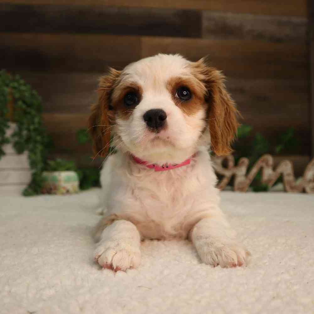 Female Cavalier King Charles Spaniel Puppy for Sale in Blaine, MN