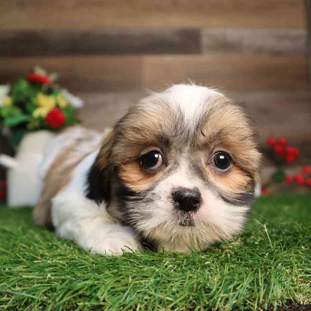 carousel pet images