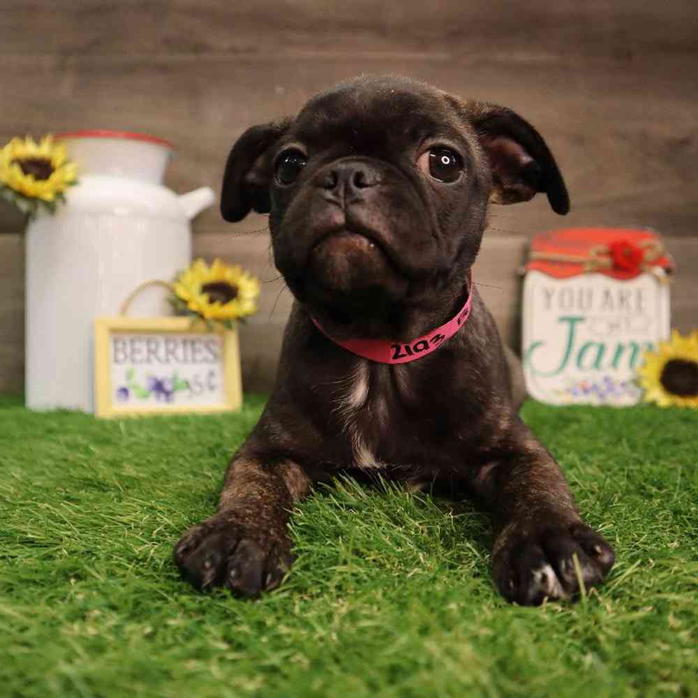 carousel pet images