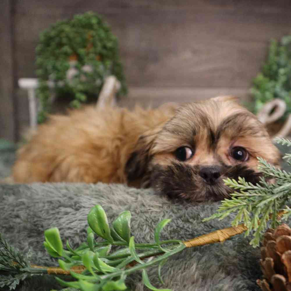 carousel pet images