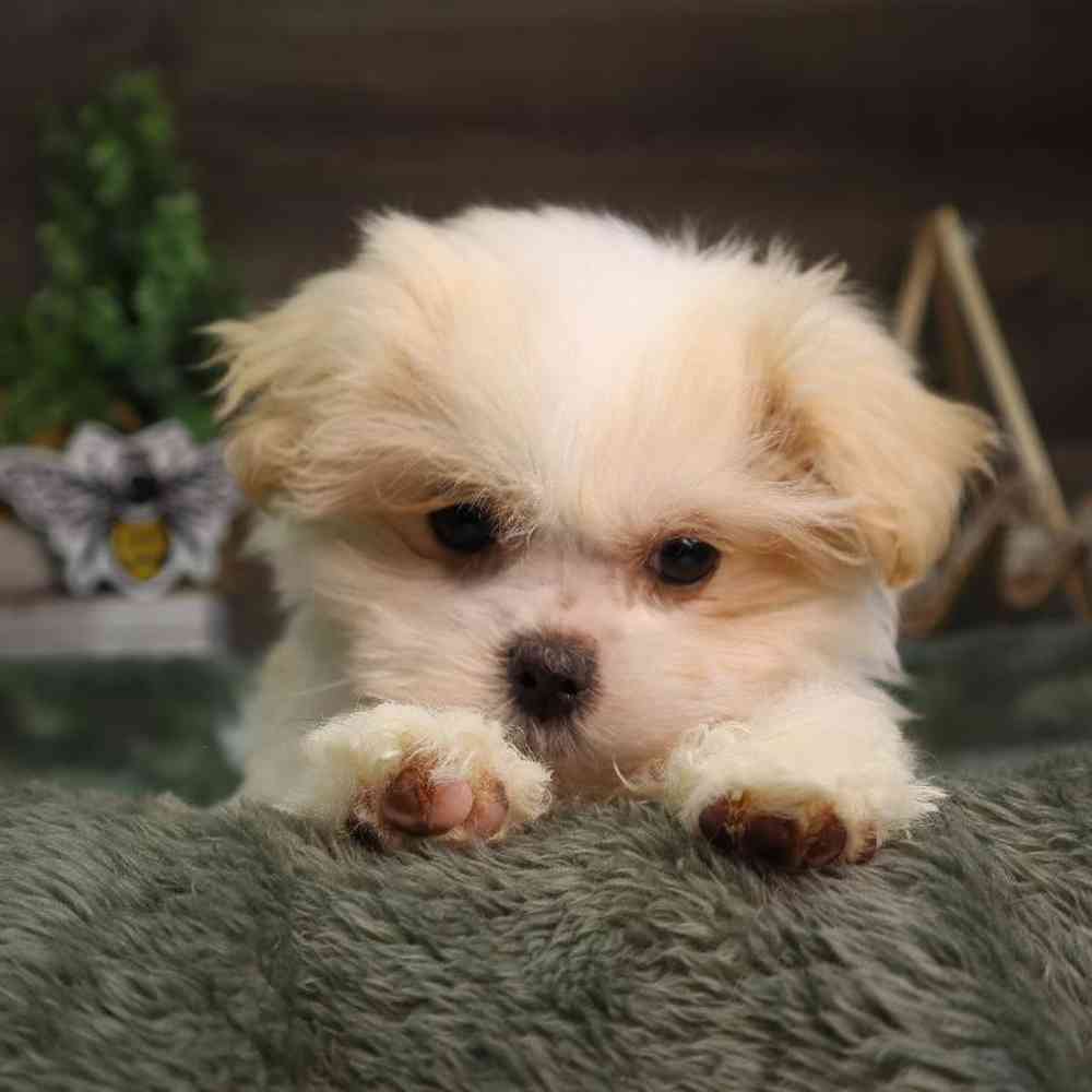 Male Malshi Puppy for Sale in Blaine, MN