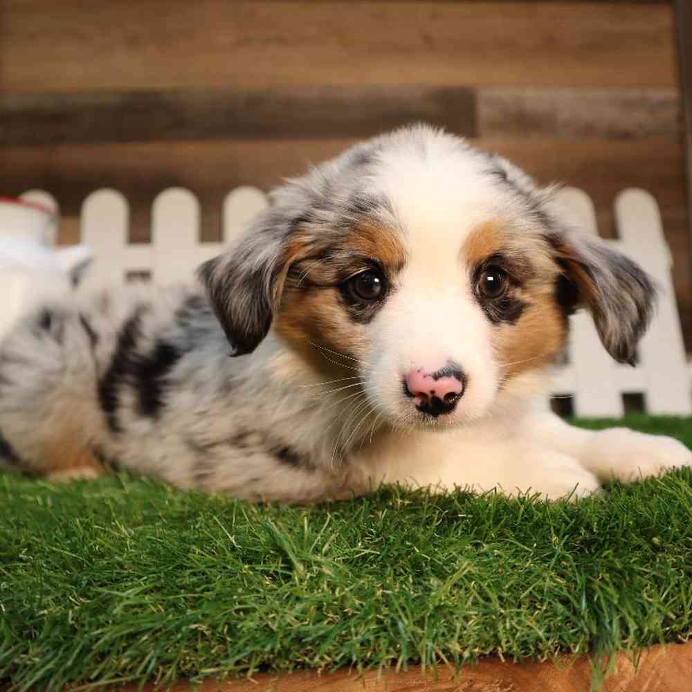 Male Mini Aussie Puppy for Sale in Blaine, MN