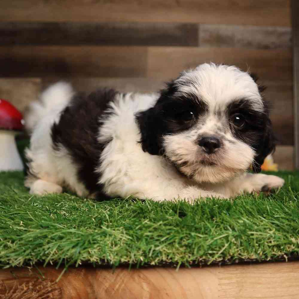 carousel pet images