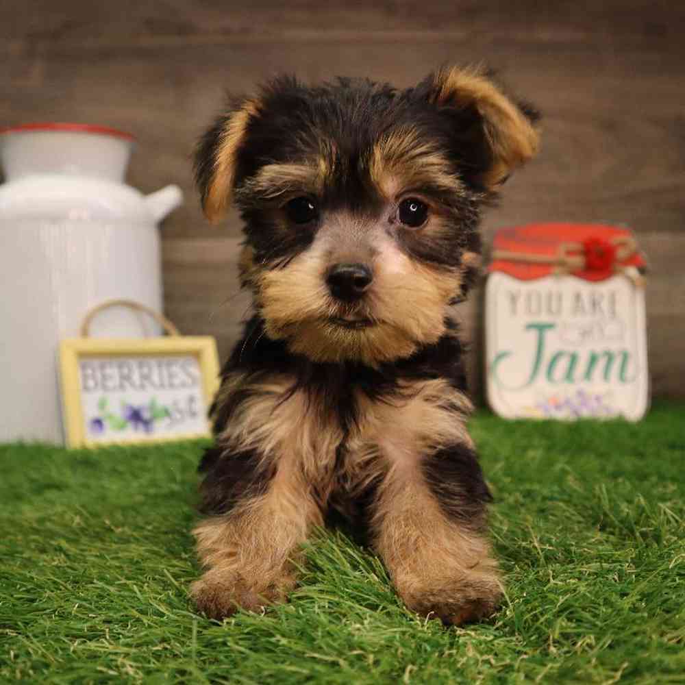 Jams yorkies deals