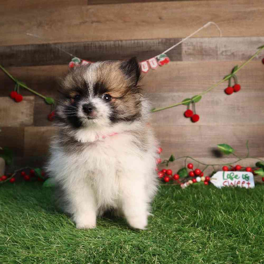 carousel pet images