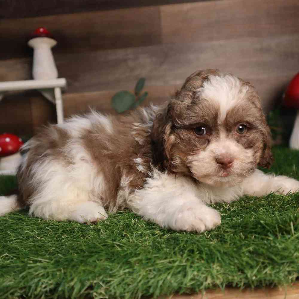 carousel pet images