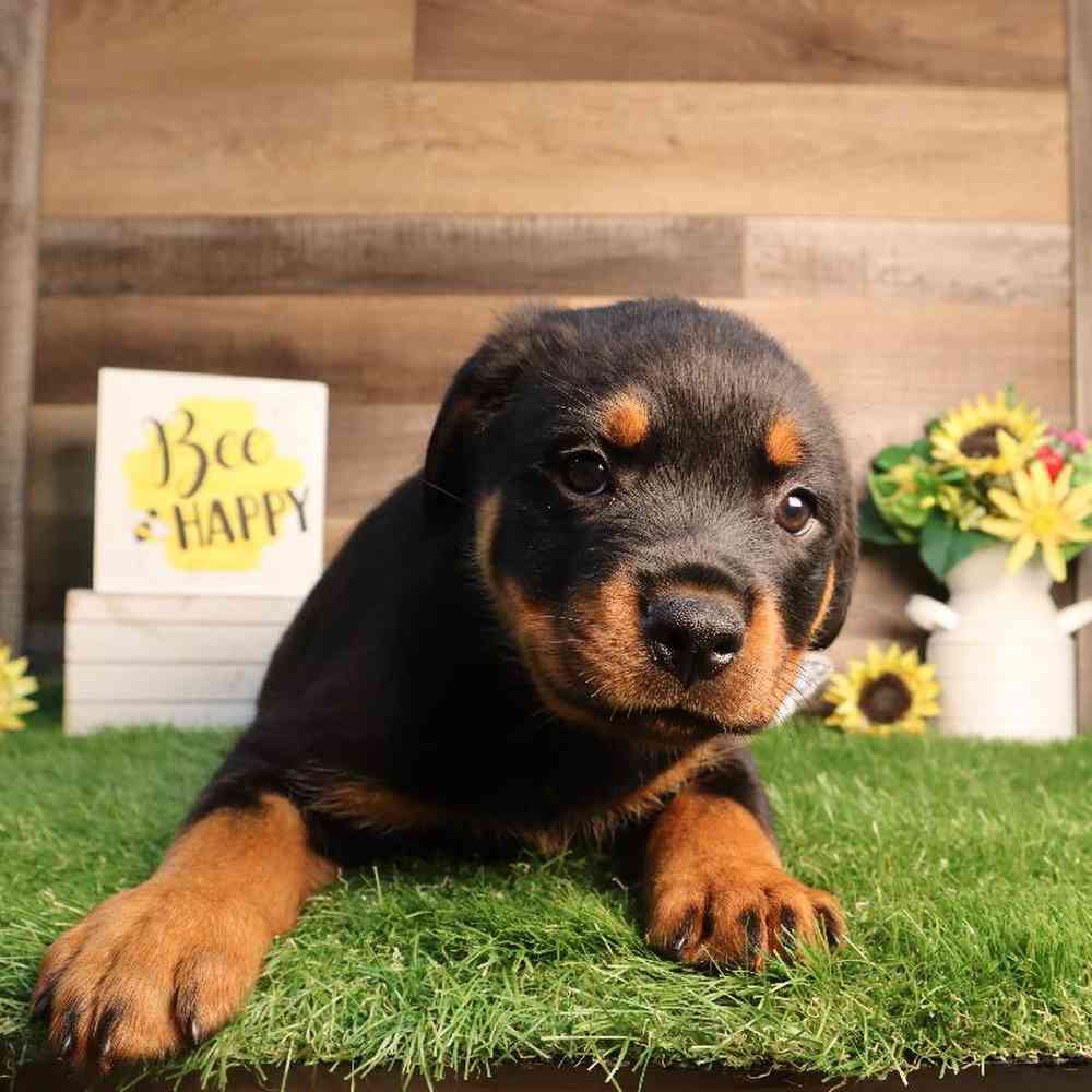 Female Rottweiler Puppy for Sale in Blaine, MN