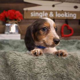 Dachshund
