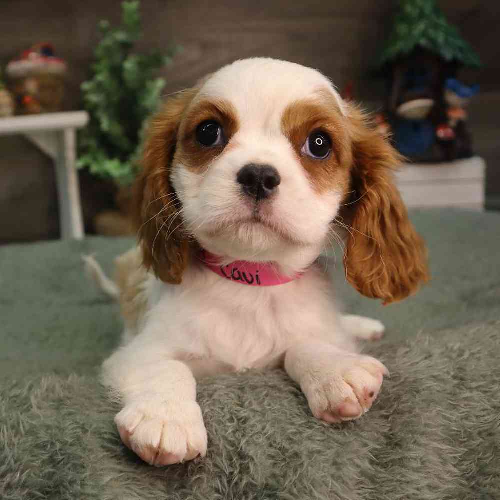 carousel pet images