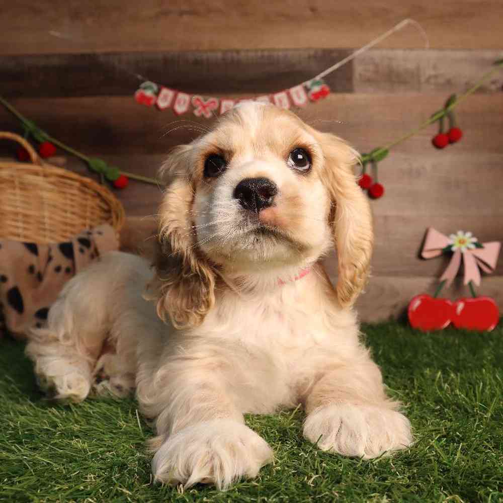 Image of a pet breed in the gallery