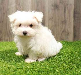 Maltese