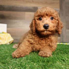 Mini Goldendoodle 2nd Gen