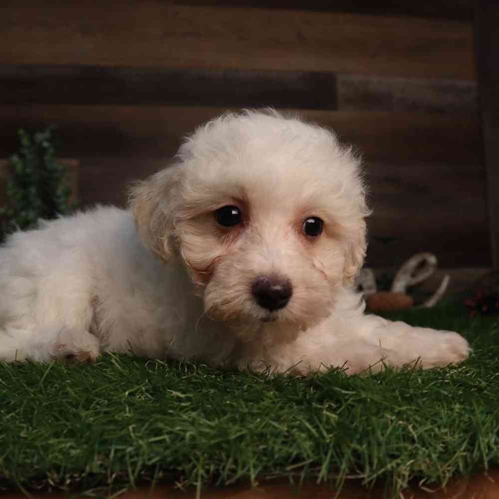 Female Maltipoo Puppy for Sale in Blaine, MN