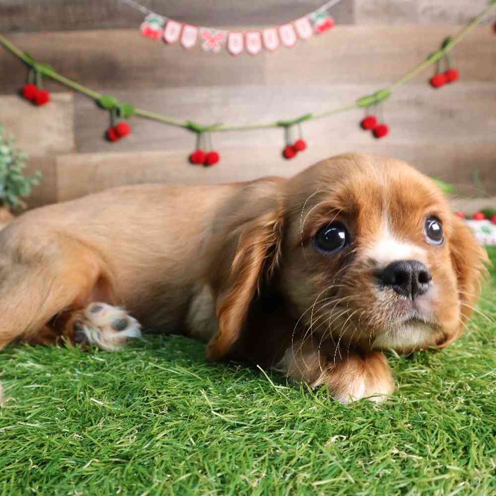 carousel pet images