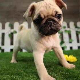 Pug