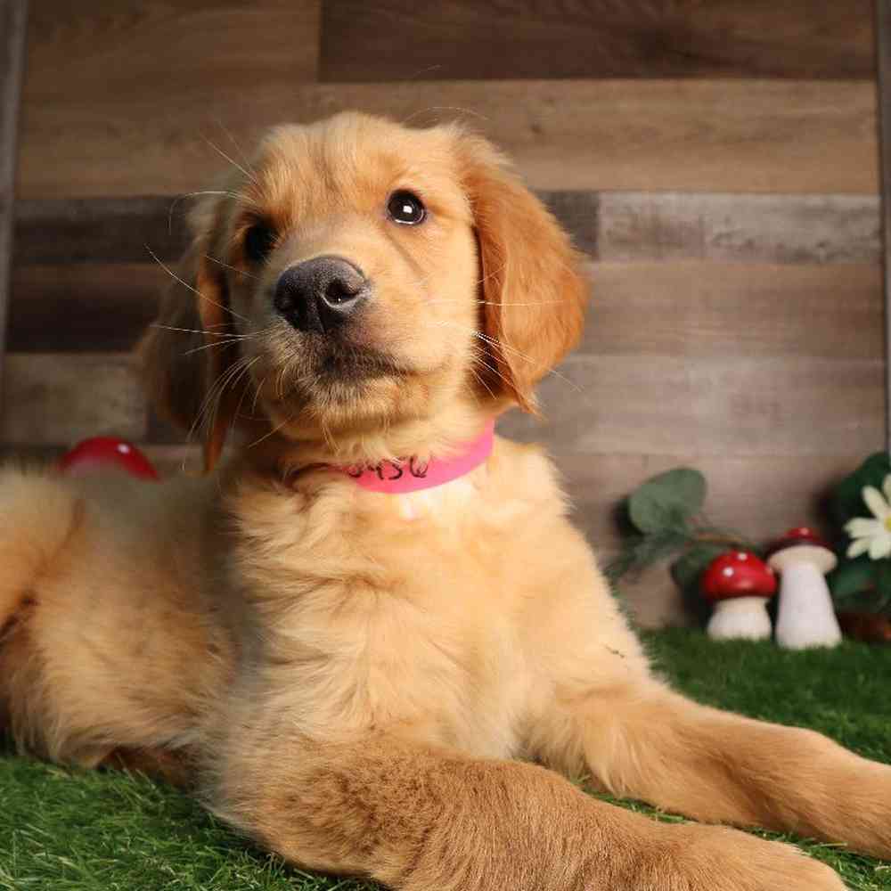 Female Golden Retriever Puppy for Sale in Blaine, MN