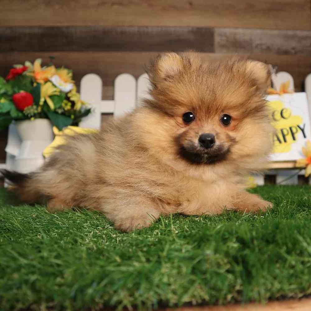 carousel pet images