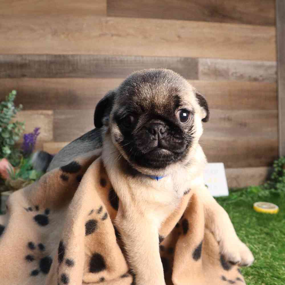 Male Pug Puppy for Sale in Blaine, MN