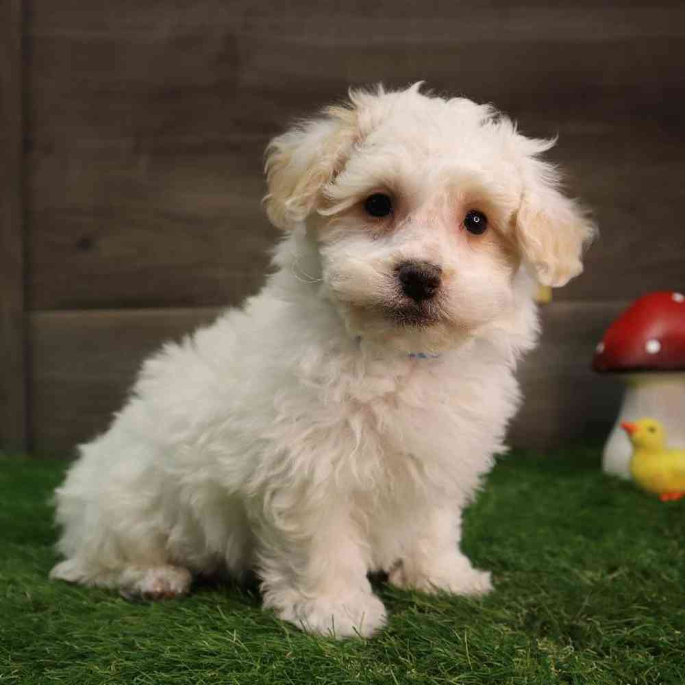 Male Bichon Frise Puppy for Sale in Blaine, MN