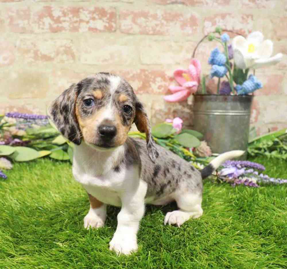 carousel pet images