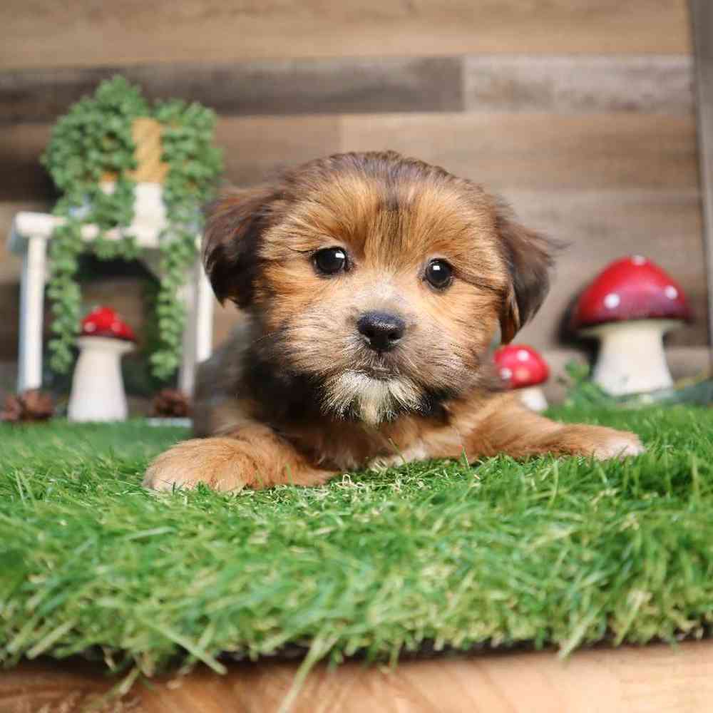 Female Teddy Yorkie Puppy for Sale in Blaine, MN