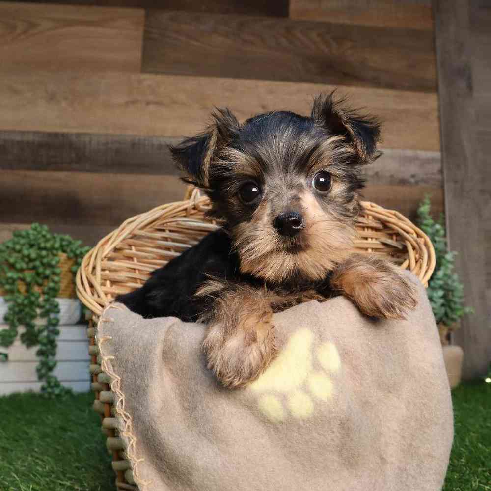 Yorkie-Poo Puppies for sale - Four Paws and a Tail
