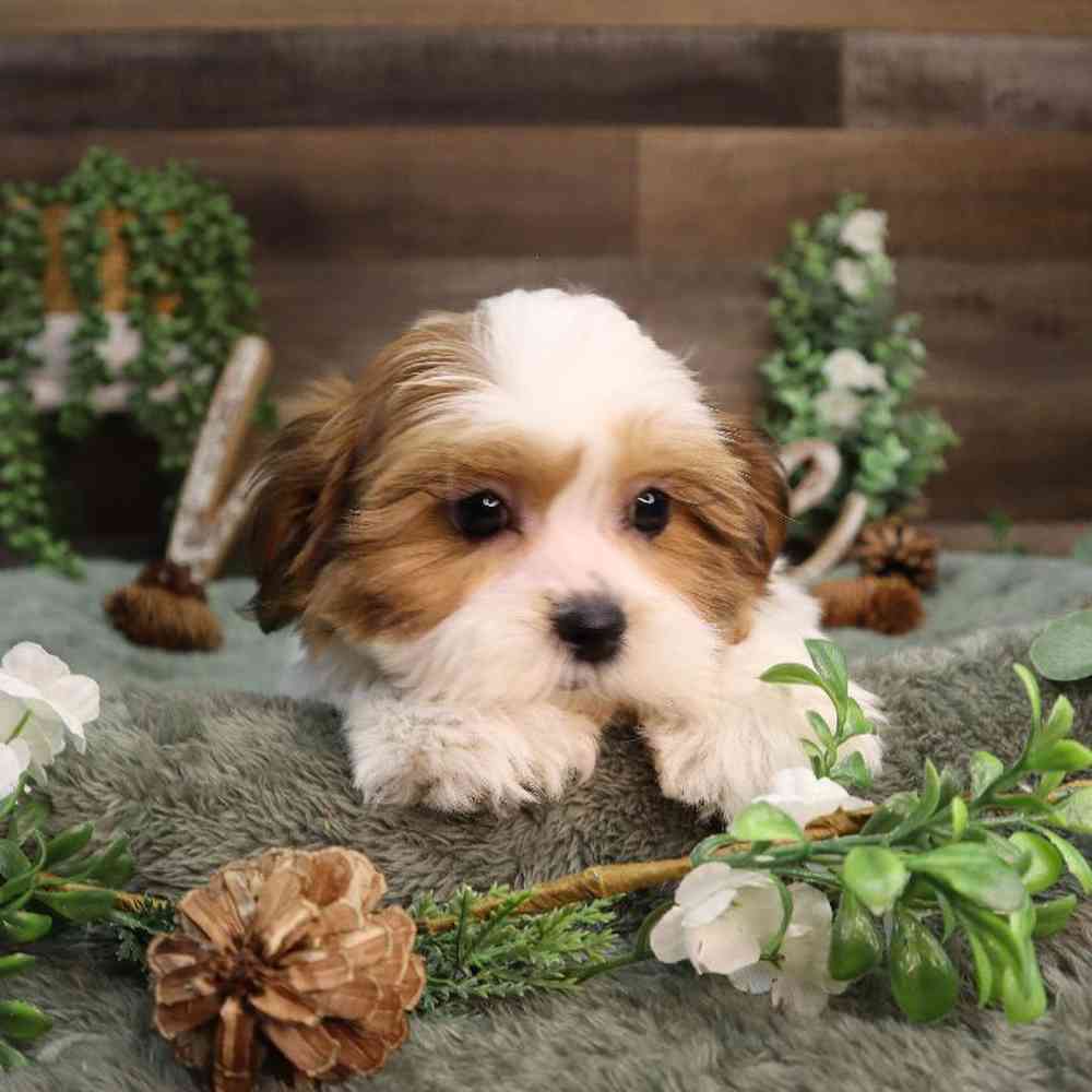Female Teddy Bear Puppy for Sale in Blaine, MN