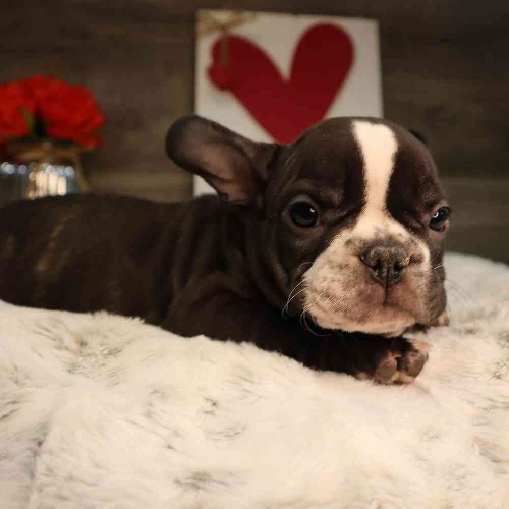 Male French Bulldog Puppy for Sale in Blaine, MN