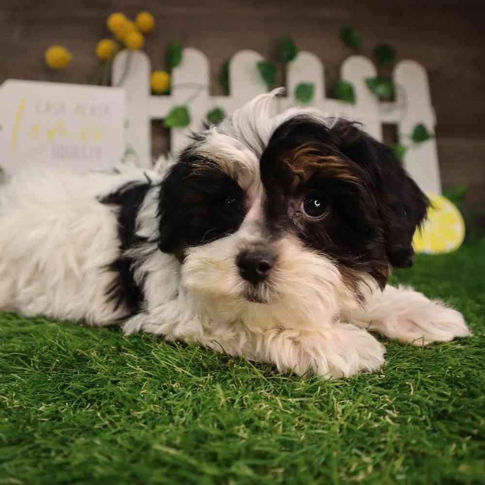 carousel pet images