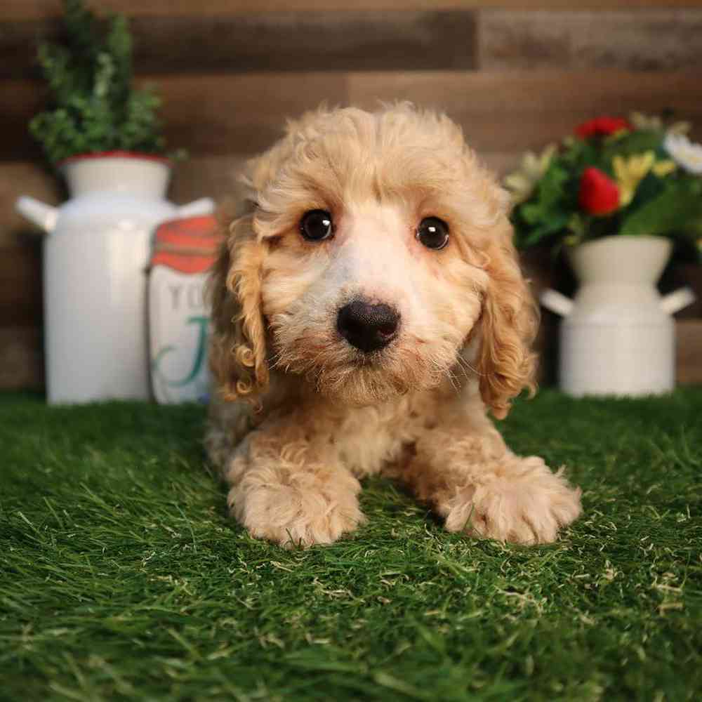 Image of a pet breed in the gallery