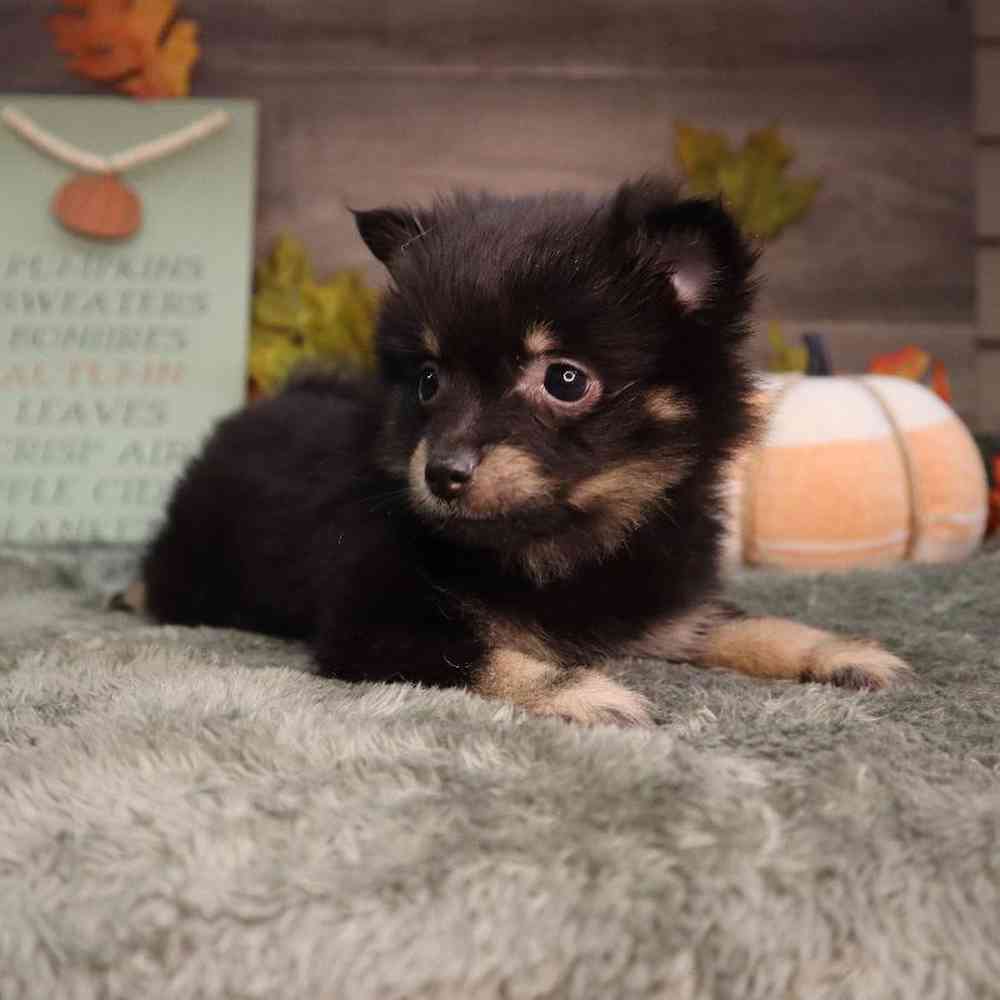 Female Pomeranian Puppy for Sale in Blaine, MN