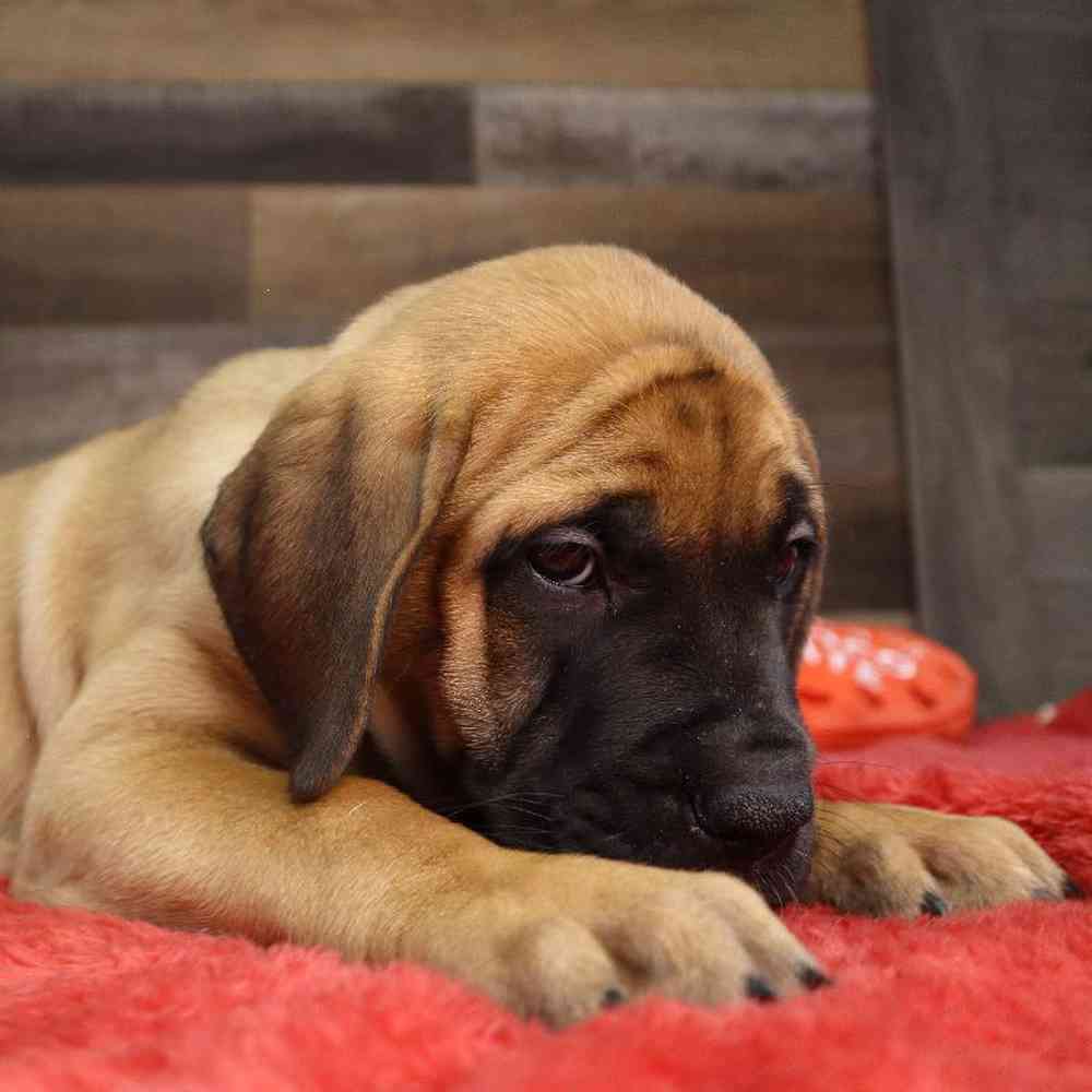 Female Bull Mastiff Puppy for Sale in Blaine, MN