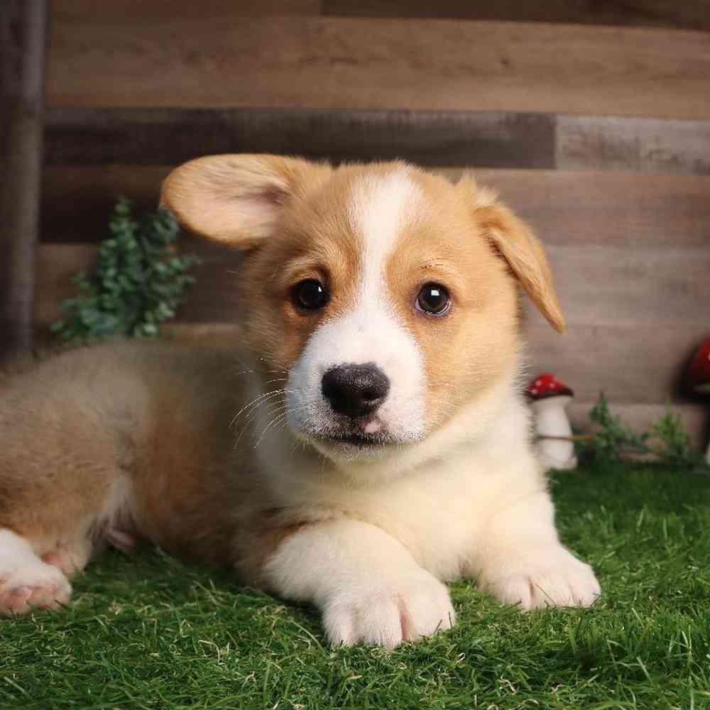 pet breed image