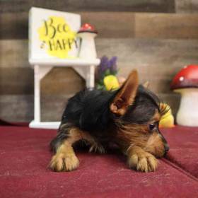 Yorkshire Terrier
