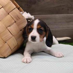 Beaglier