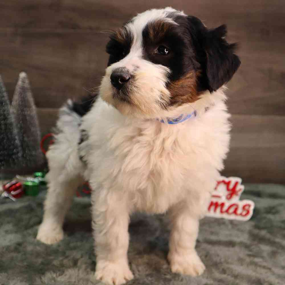 carousel pet images