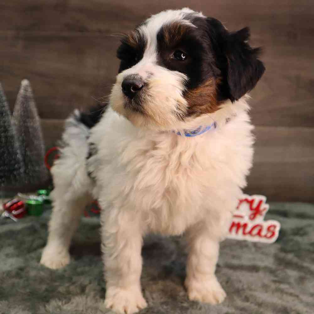 Male Mini BerneDoodle Puppy for Sale in Blaine, MN