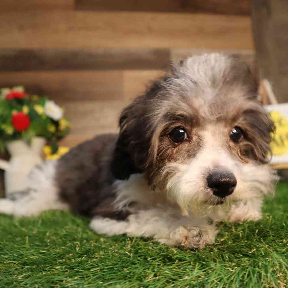 Havapoo Puppy for sale - Four Paws and a Tail