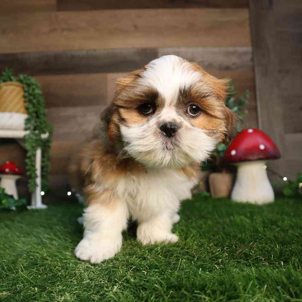 carousel pet images
