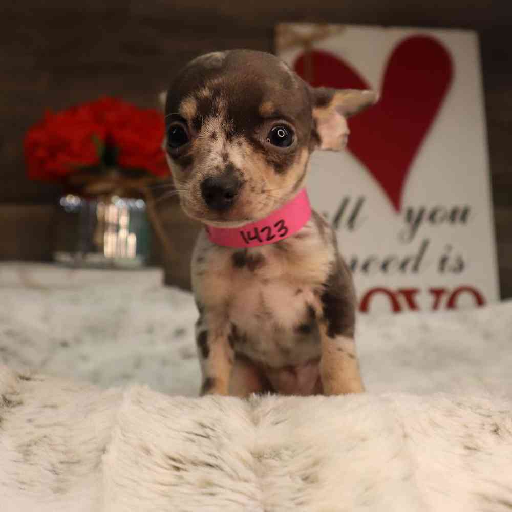 carousel pet images