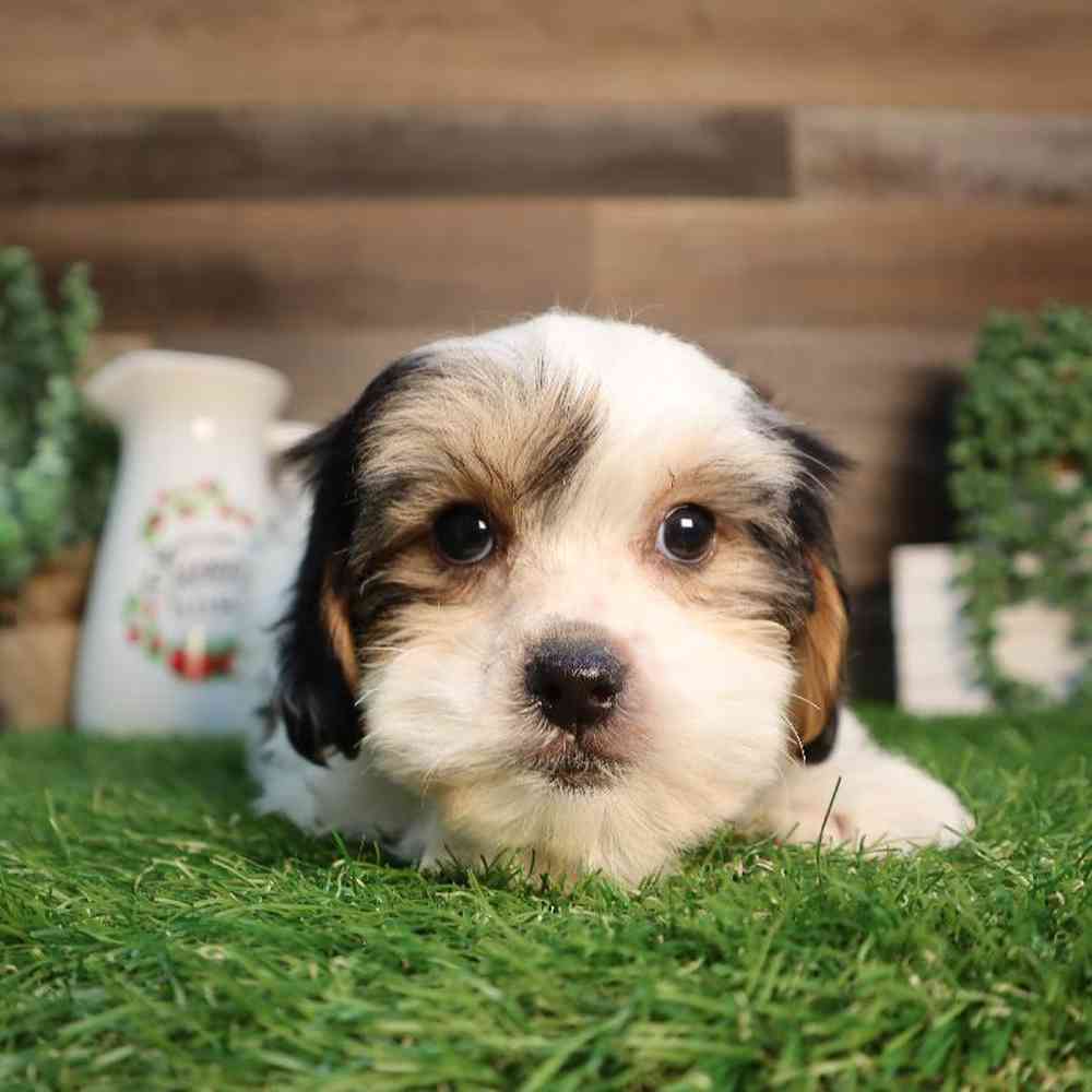 carousel pet images