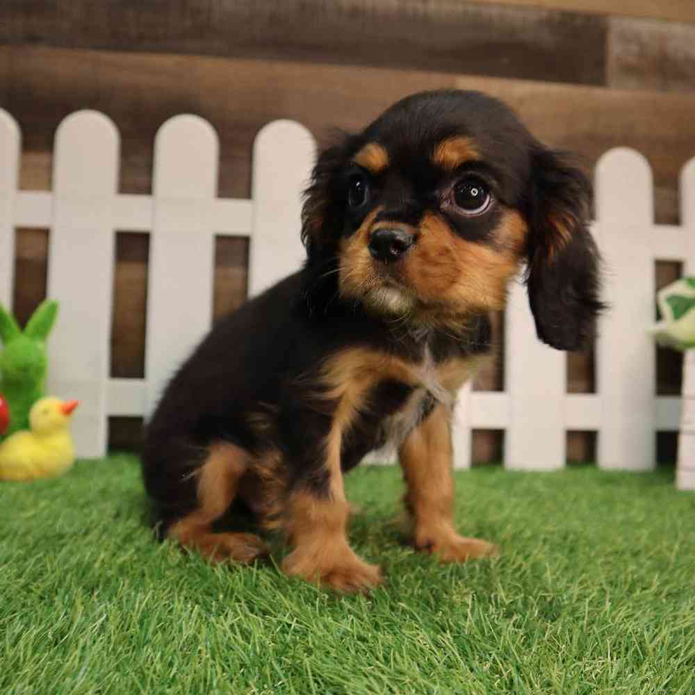 carousel pet images