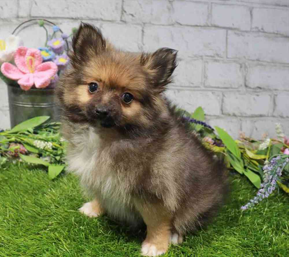 carousel pet images