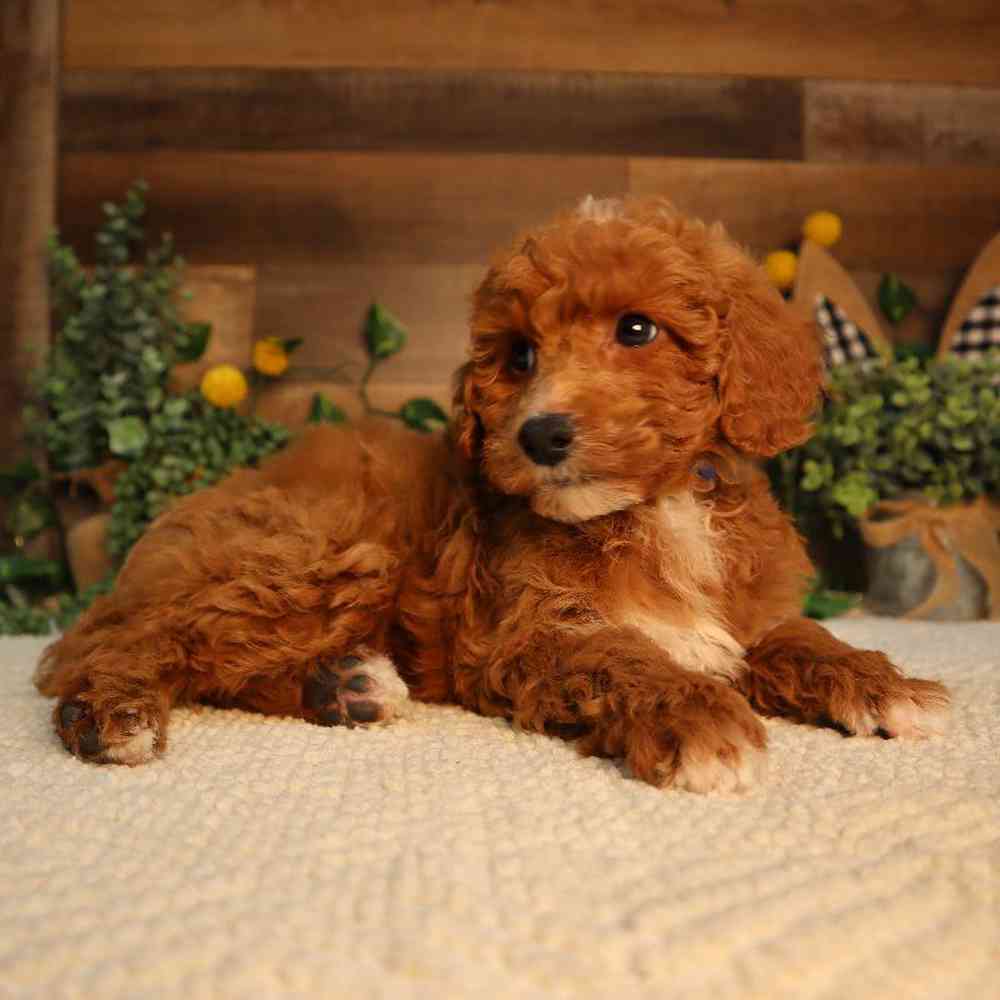 Image of a pet breed in the gallery