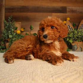 Mini Poodle