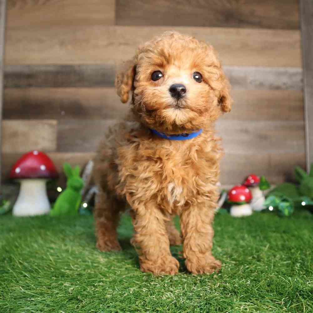 carousel pet images