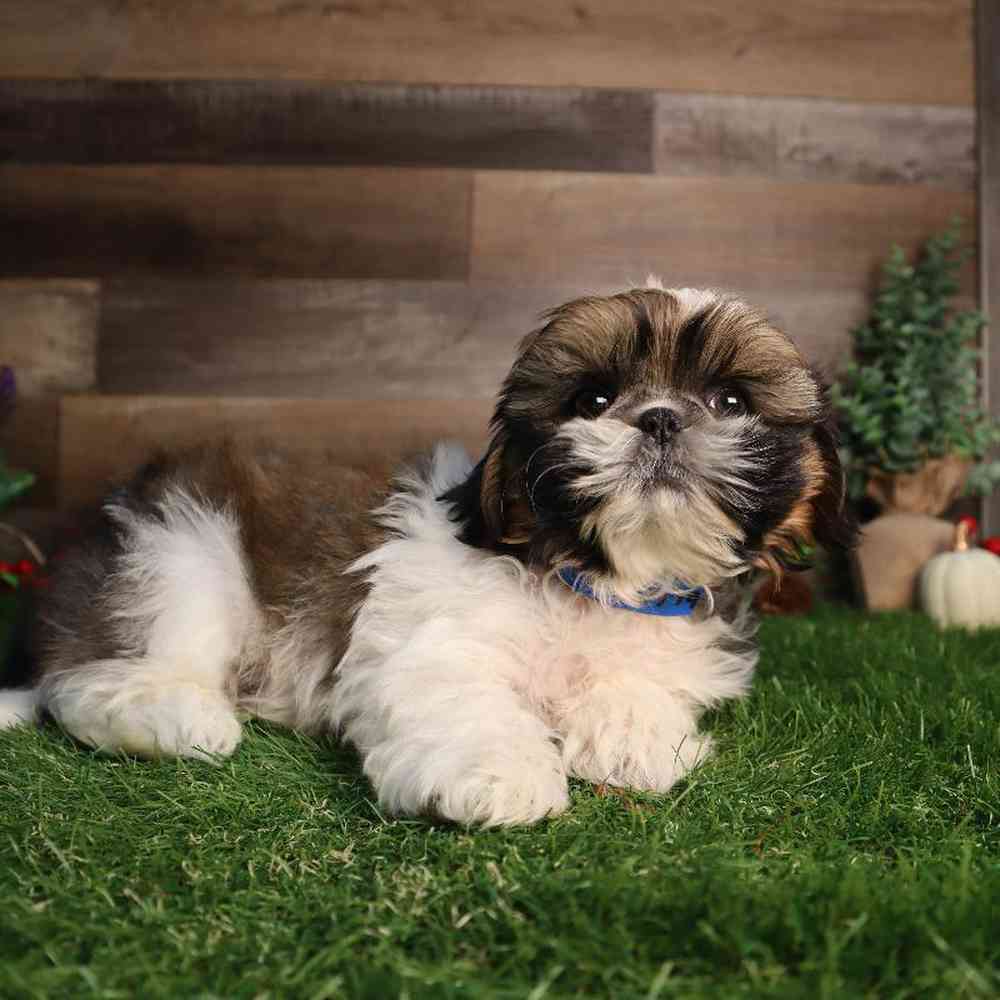 Male Shih Tzu Puppy for Sale in Blaine, MN